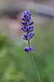 The flower of Lavandula angustifolia.