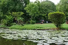 Lotus pond