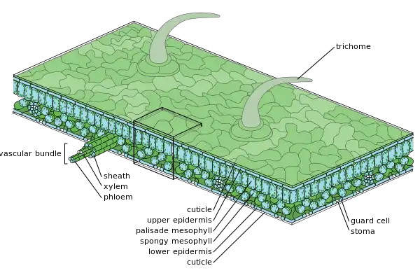 Diagram of moderate scale leaf anatomy