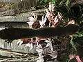 Leaf Tailed Gecko - from below