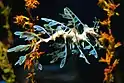 A leafy sea dragon showing its complicated seaweed-like outline