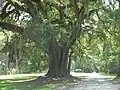 Lebanon Plantation Live Oak