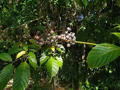 Ripening fruit