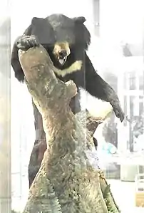 Salford Himalayan black bear (Leeds City Museum)