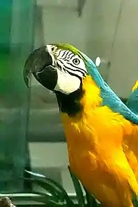 Leeds blue-and-yellow macaw, mount