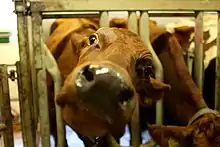 A cow of the Estonian Red breed has her nose close to the camera, investigating the lens.