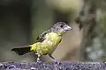 ringed female, possibly a hybrid, Colombia