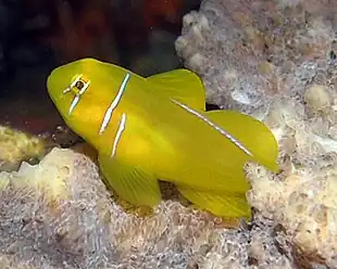 Gobies are very cautious, yet they can fail to see a tassled scorpionfish until it is too late.