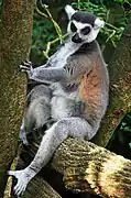 Ring-tailed lemur