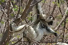 Verreaux's sifaka at Isalo National Park