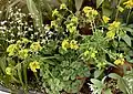 Container plant, alpine house, Kew Gardens