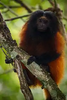 Black and brown monkey