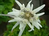 Image 10Edelweiss, a plant associated with mountain sports (from Mountaineering)