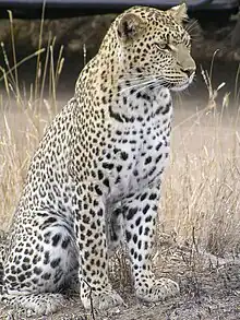 A leopard