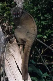 Lepilemur sahamalazensis b.PNG