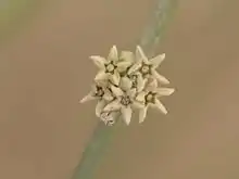 Clustered axillary inflorescence