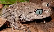 pale brown frog with blue eyes looking right