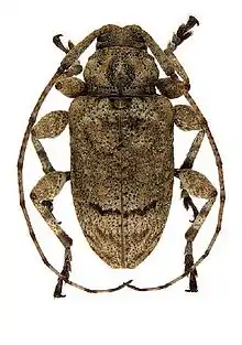 Leptostylopsis terraecolor (Horn, 1880)