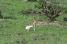 Brown and white hare