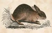 Drawing of brown hare