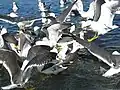 Flying in a lake near the city hall in Reykjavik