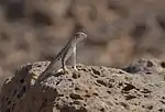 Lesser earless lizard (Holbrookia maculata)