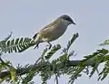 Lesser whitethroat at Rajkot, Gujarat