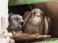 Chicks of the lesser kestrel