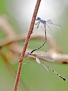 Lateral view in tandem