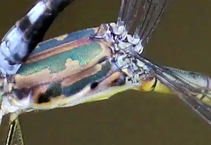 The diffuse black stripes on the humeral suture is more visible in female