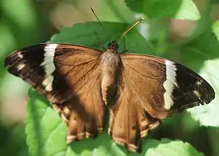 Dorsal view (female)