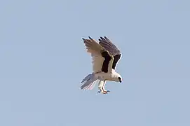 Letter-winged kite