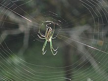 Dorsal view of a mature female Leucauge mariana