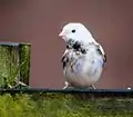 Leucistic reed bunting