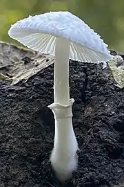 Inferior, flared ring of a Leucocoprinus species