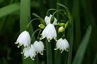 Summer snowflake (Leucojum aestivum)