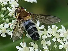 Leucozona glaucia