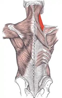 Levator scapulae muscle (red)