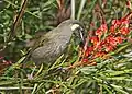 Feeding on the nectar of a Grevillea flower