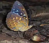 Ventral view