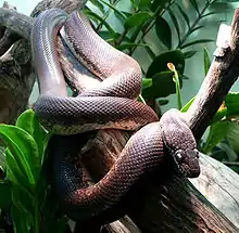 Savu python (Liasis mackloti savuensis)