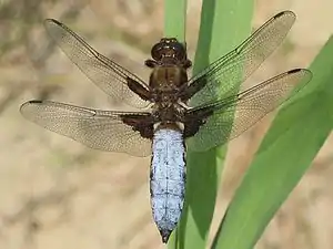 Libellulidae