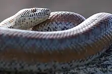 Lichanura type species; the desert rosy boa (L. trivirgata)