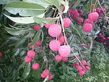 China 3 cultivar of lychee fruit