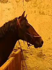 Photograph of a horse wearing a badly adjusted ethological halter