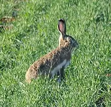 Brown hare