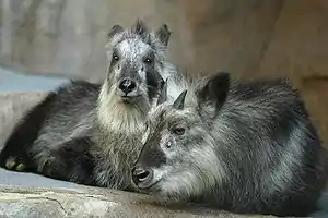 A photograph of two small, grey goat-antelopes, resting in a rocky area.