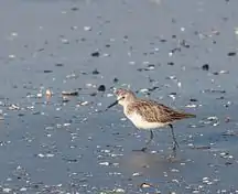 Little stint, non breeding in February, Vasai, Maharashtra, India.