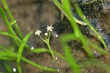 Flowers of Lilaeopsis brasiliensis grown indoors