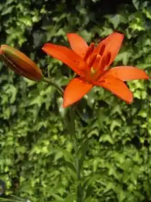 Flower: Western red lily